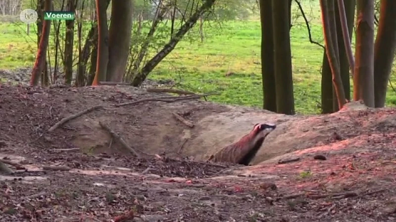 De das: de panda van de Voerstreek