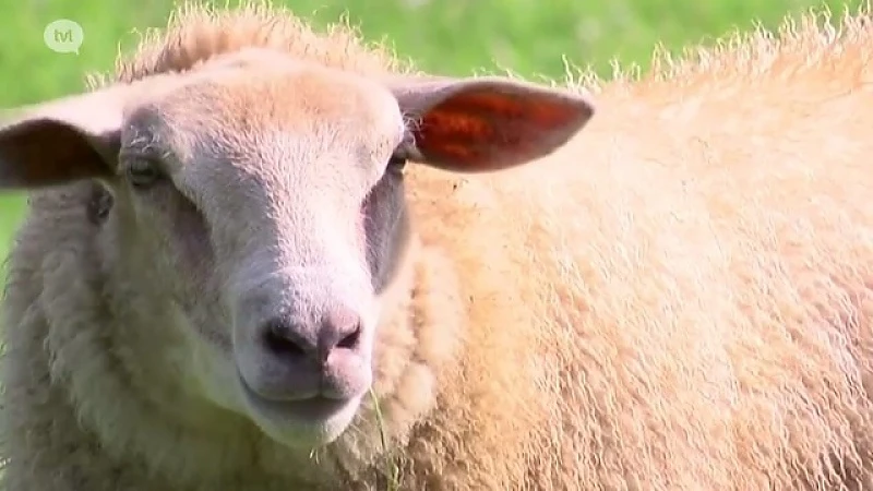 Fan van Limburg: 23 juni 2016