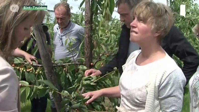 Schauvliege bezoekt Sint-Truiden, noodweer als ramp laten erkennen voor landbouw en fruitteelt