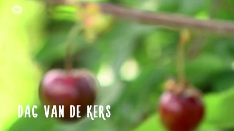 Nu zondag: Dag van de kers