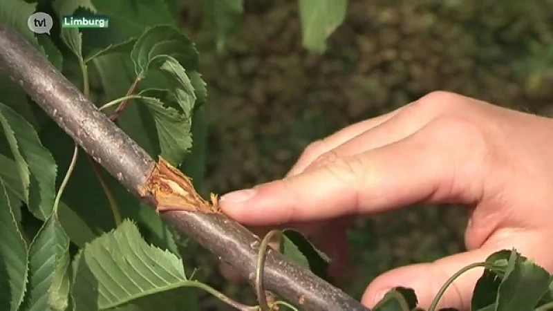 Weerman: "Fruitboeren wennen maar beter aan noodweer"
