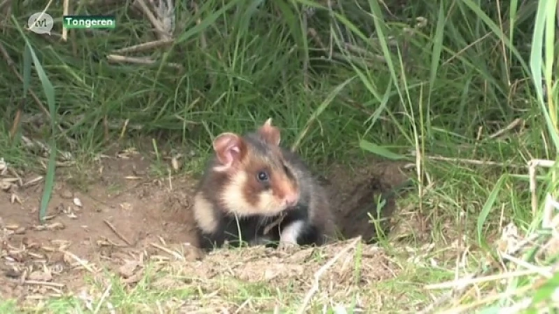 De laatste wilde hamsters in ons land leven in Tongeren