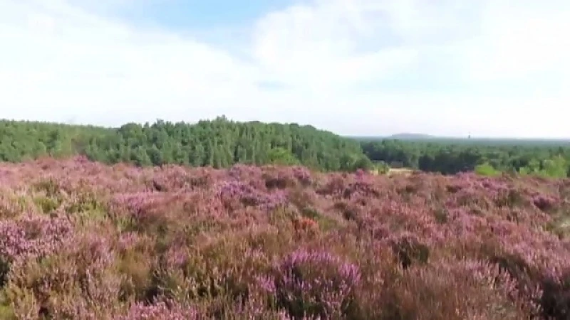 De Mechelse heide in Maasmechelen