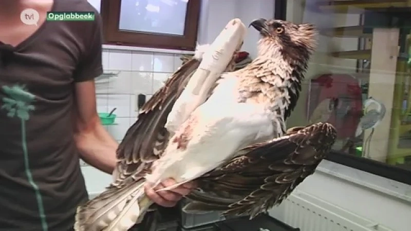Natuurhulpcentrum vangt visarend met gebroken vleugel op