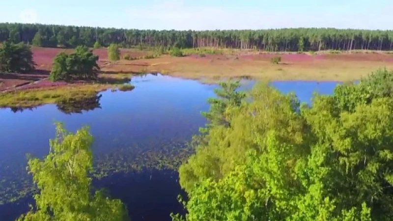 Natuurpracht uit Zonhoven: vijvers & heide
