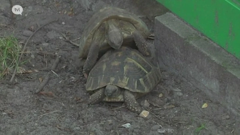 TVL-journalist stoort twee schildpadden tijdens intiem moment