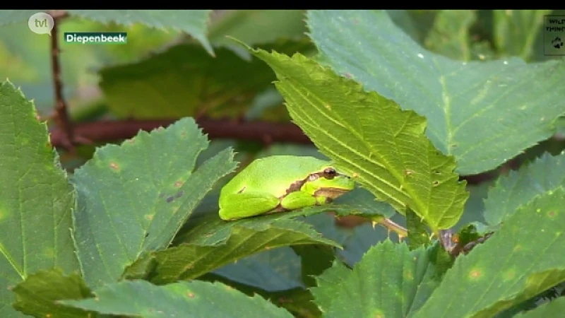 Boomkikker komt weer meer voor in de Limburgse natuur