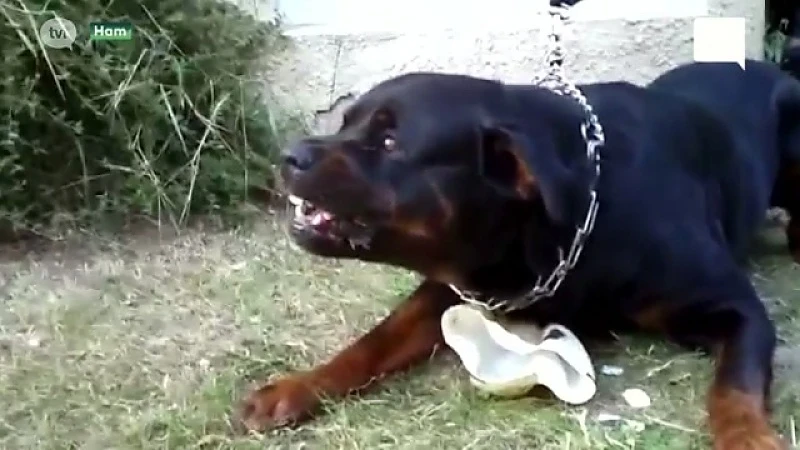 Hondenkenner over hond die peuter in gezicht beet