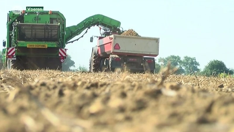 Aardappelboeren kunnen niet rooien door hitte
