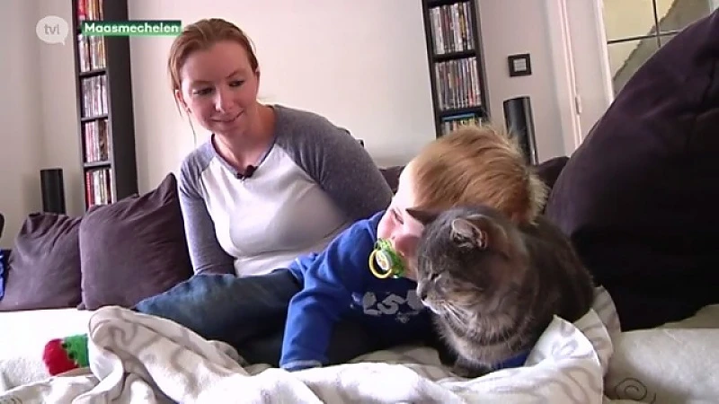 Katten vergiftigd in Maasmechelen