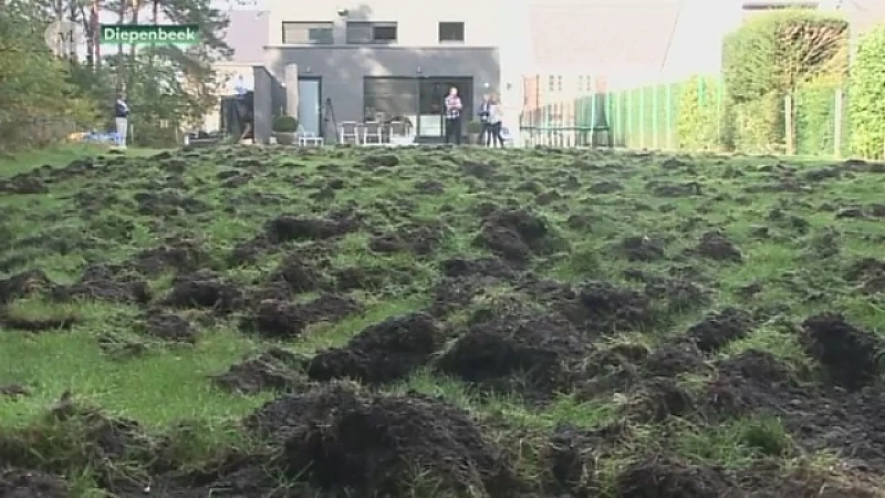 Everzwijnen woelen tuinen om in Diepenbeek