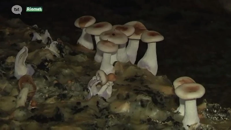 Eerste grotchampignons klaar om geplukt te worden