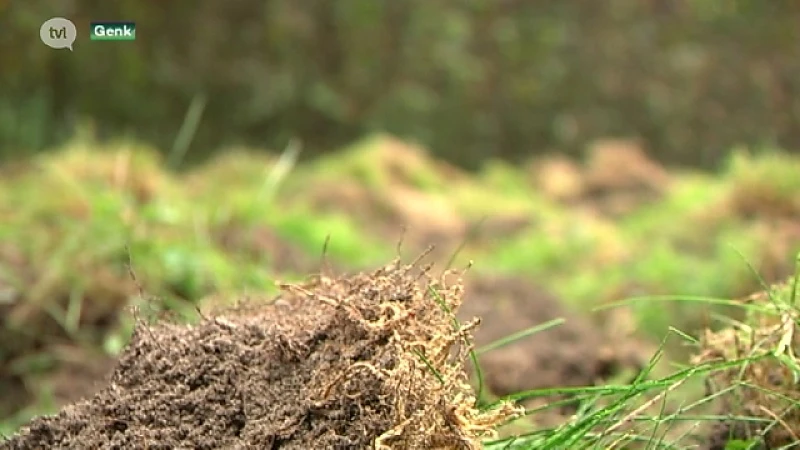Everzwijnen slaan genadeloos toe in Genk