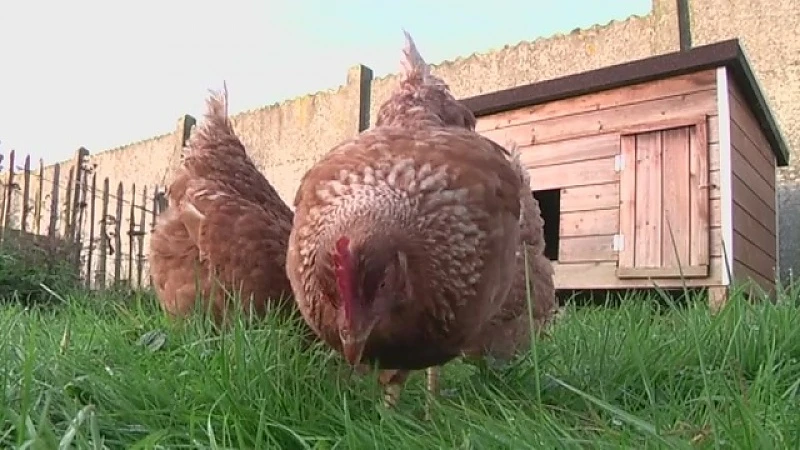 Ophokplicht voor pluimveehouders na uitbraak vogelgriep