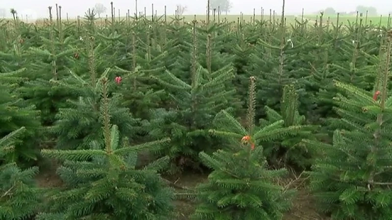 Wakker op de akker: De perfecte kerstboom