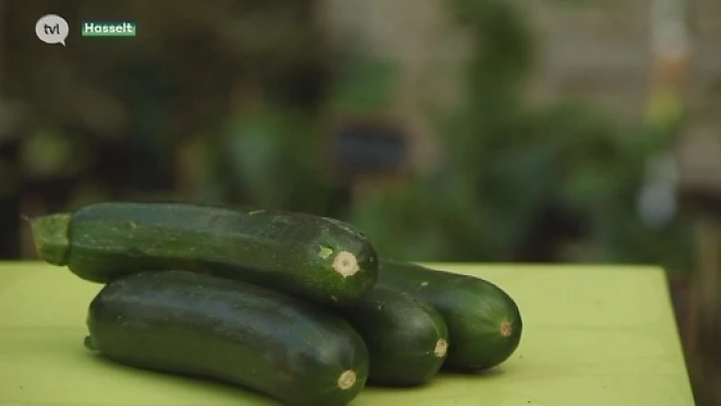 Gemanipuleerde courgetteplanten helpen vervuilde grond saneren