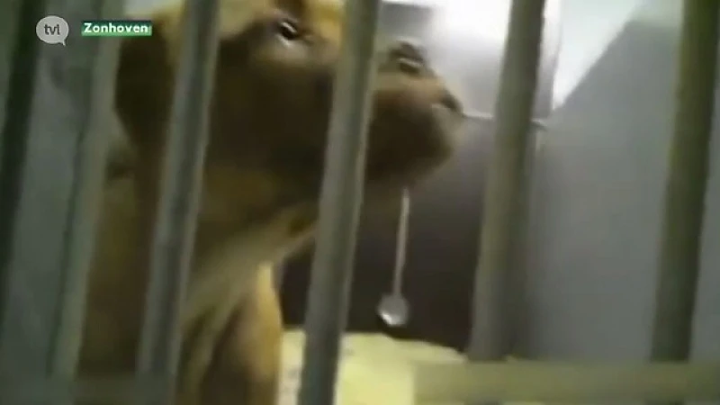 Dierenasiel reageert na controversiële broodfokker