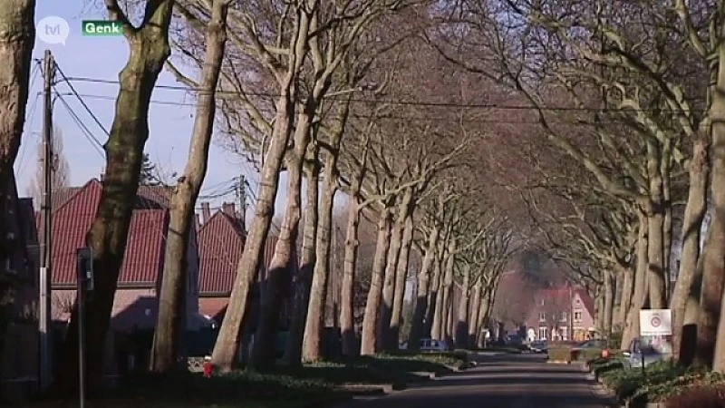 Sneuvelen de platanen in Waterschei?