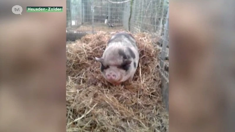 Heel wat mensen willen gedumpt blind hangbuikvarken adopteren