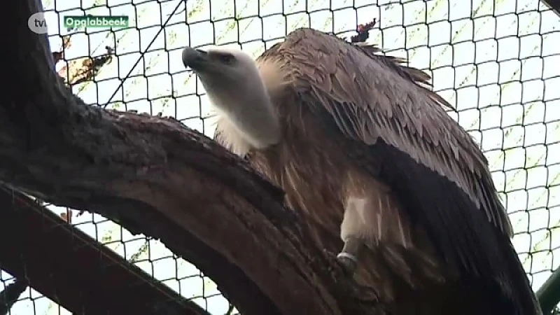 Nathuurhulpcentrum vangt exotische vogels op van criminele vogelhandelaar