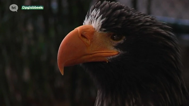 Illegale vogelkweker is huis en 900.000 euro kwijt