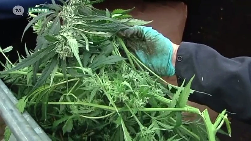 Drugsbestrijding in Limburg is dweilen met de kraan open