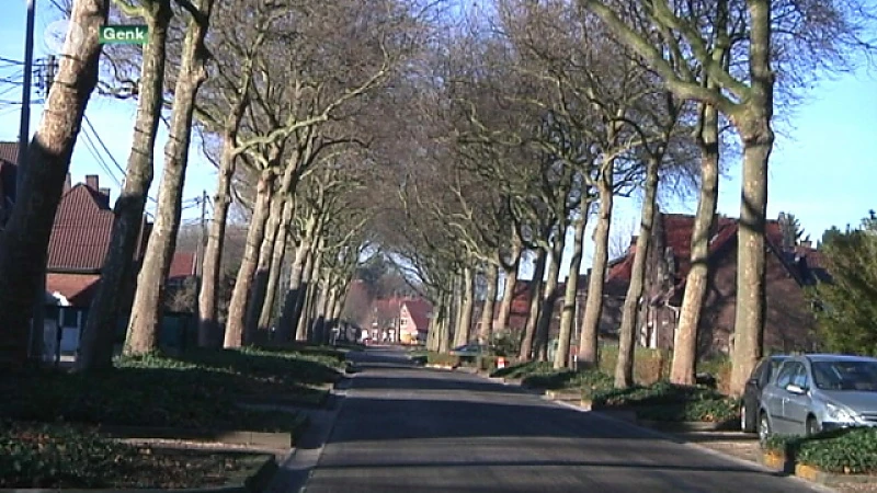 Genk kapt 75% van de platanen in Tuinwijken