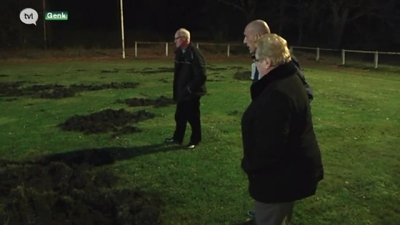 Hoe gaat de stad everzwijnenprobleem voetbalveld Genk oplossen?