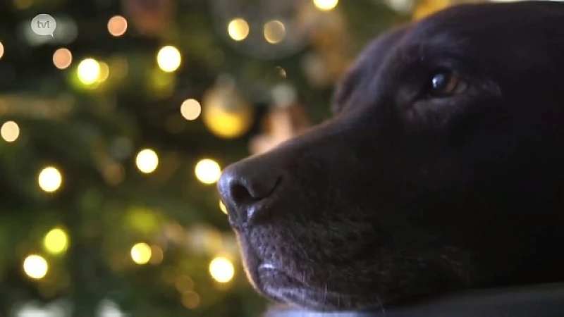 Vuurwerk veroorzaakt angst bij dieren, wat kan je doen?