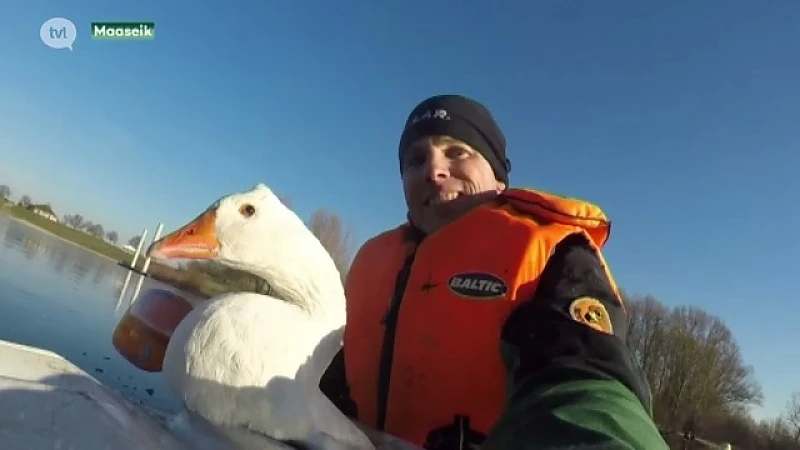 Natuurhulpcentrum redt gans van het ijs