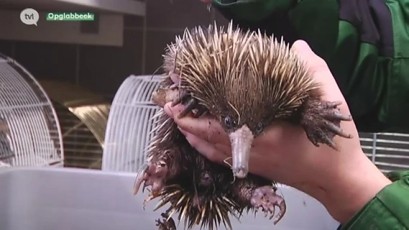 Natuurhulpcentrum vangt elf exotische dieren op