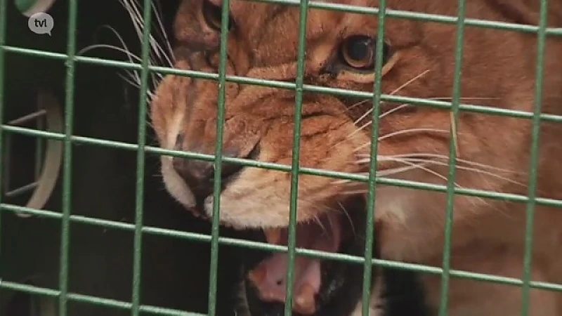 Leeuwinnen in Natuurhulpcentrum laten meteen van zich horen
