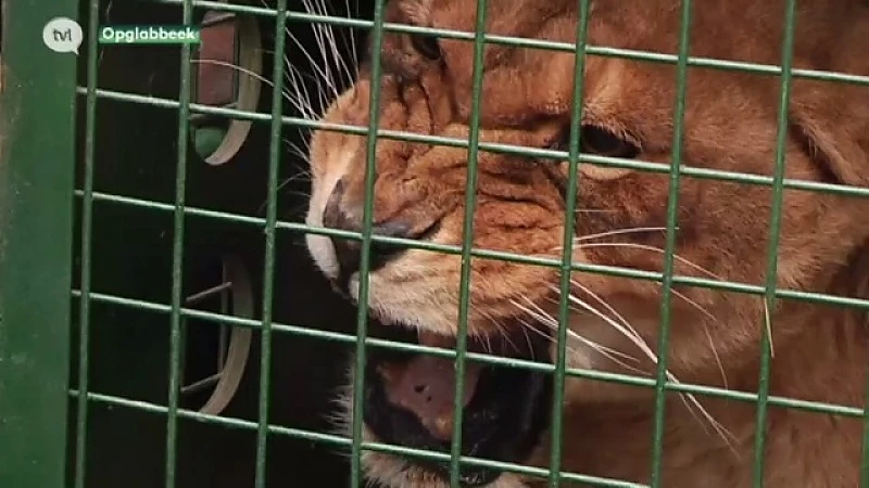 Natuurhulpcentrum redt 2 leeuwen en 14 stekelvarkens uit Spaanse zoo