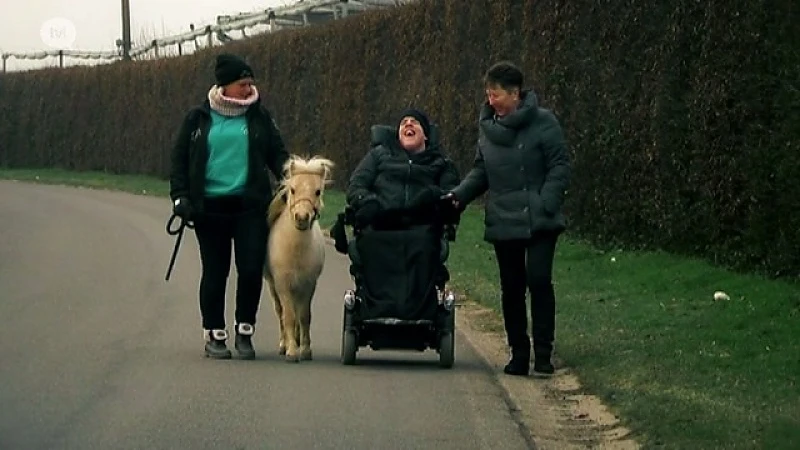 Knuffelpaarden