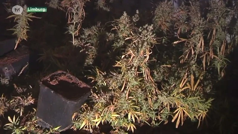 Opnieuw groot drugsproces van start in Hasselt