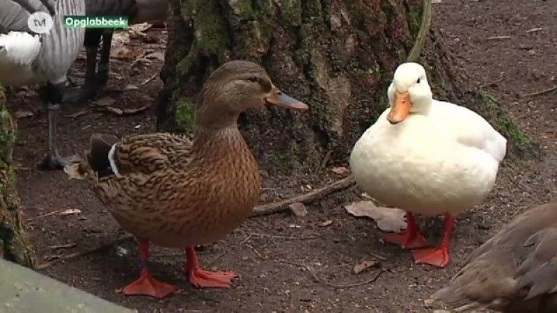 Tongeren stuurt alle parkvogels naar Natuurhulpcentrum Opglabbeek voor ophokplicht