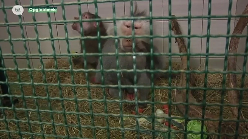 Natuurhulpcentrum vangt bavianen uit Frankrijk op
