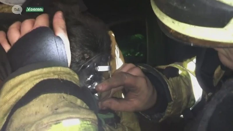 Echte helden: Limburgse brandweer redt hondje uit allesverwoestende brand
