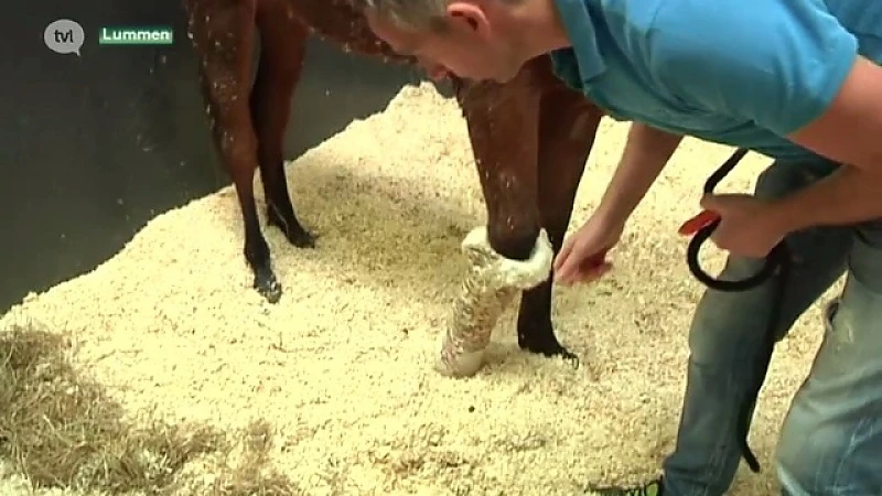 Paardenbeul slaat toe in Sint-Truiden