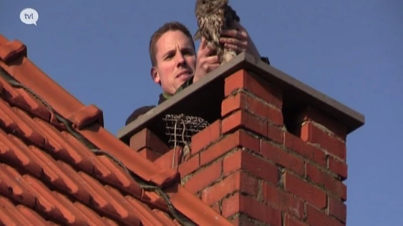 Valentijn in Natuurhulpcentrum: Koppeltje bosuilen uit schouw gered