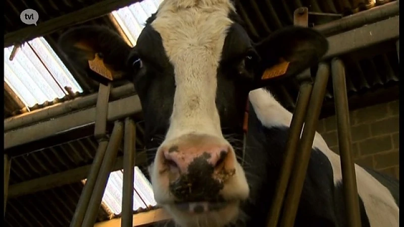 Vlees van bij de boer of logeren op de boerderij: Landbouwverbreding