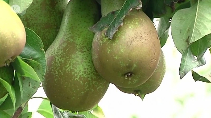 Brazilië nieuwe afzetmarkt voor Limburgse peren