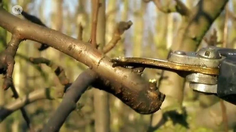 Winterwerkzaamheden in de fruitteelt
