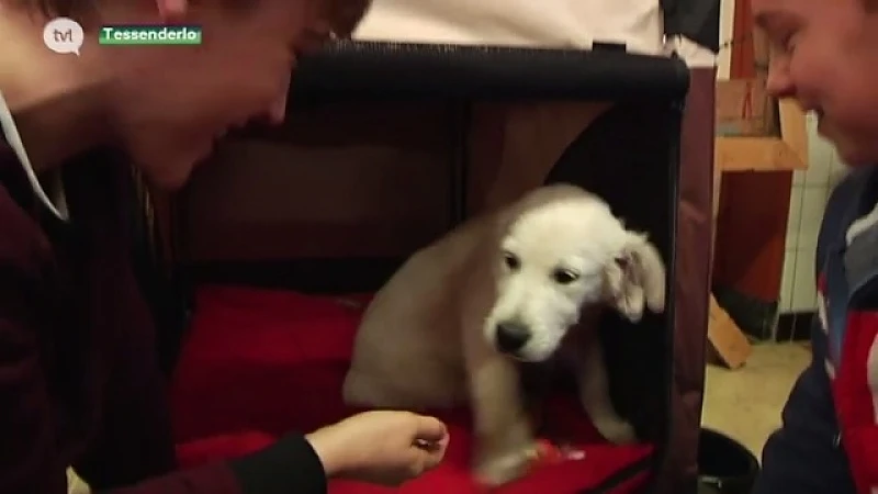 Speciale klasgenoot in basisschool Tessenderlo: Pino de hond
