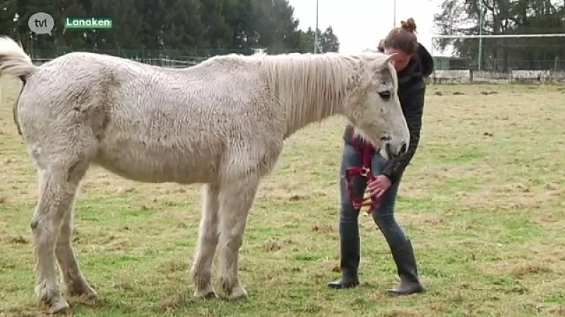 Verwaarloosde paarden op voetbalveld in Lanaken