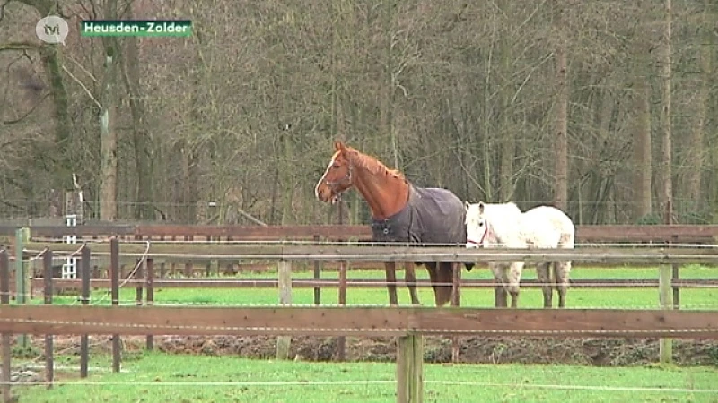 Eigenaars woedend: "Paarden op voetbalveld Lanaken zijn helemaal niet verwaarloosd"