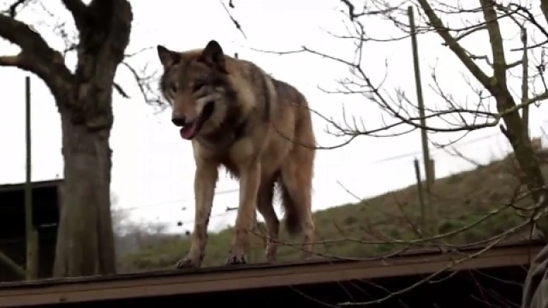 Is de wolf op weg naar Limburg?
