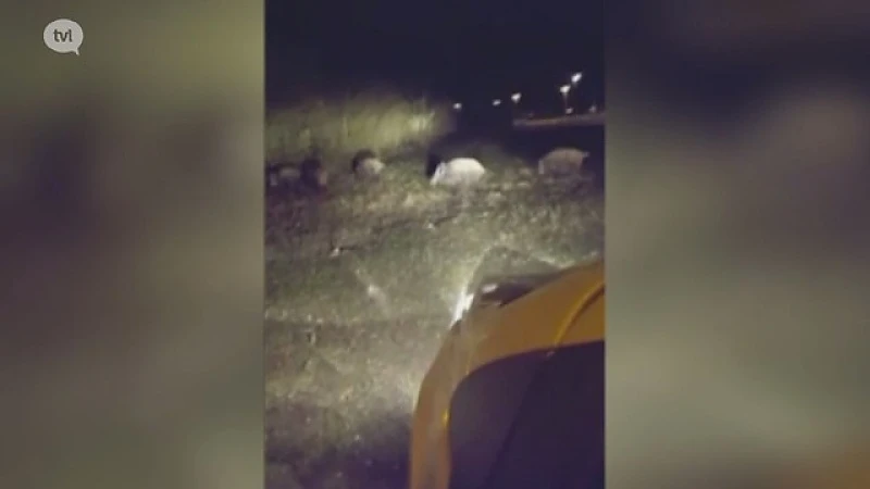 Everzwijnen laten zich met gemak filmen in Genk