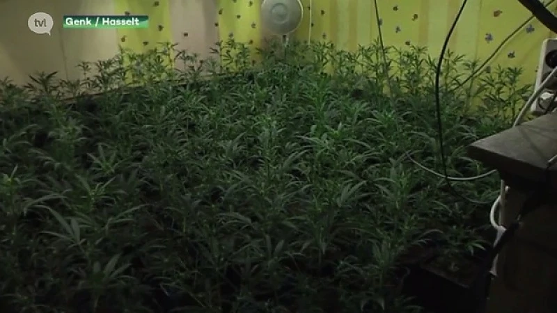 5 cannabisplantages opgerold tijdens grote politieactie in Limburg