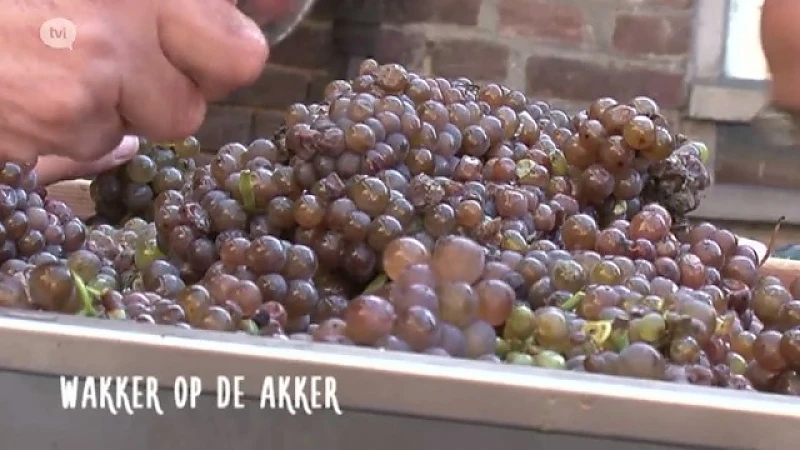 Wakker op de akker: wijn